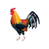 Cockfight